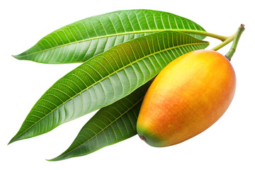 Mango leaves on white background ,PNG. AI GENERATED.