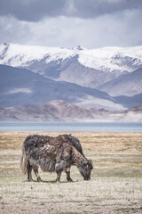 A lone yak grazes and wanders through grassy pastures in the Tien Shan Mountains in the Pamirs of Tajikistan, against a backdrop of mountain peaks with snow and glaciers, near Lake Karakul