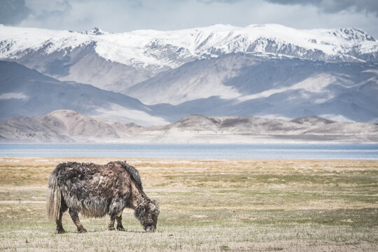 A lone yak grazes and wanders through grassy pastures in the Tien Shan Mountains in the Pamirs of Tajikistan, against a backdrop of mountain peaks with snow and glaciers, near Lake Karakul