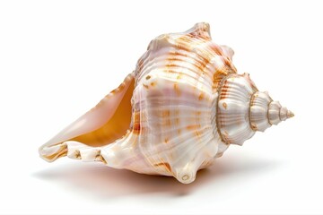 Seashell Wonders Capturing the Natural Beauty of a Perfect Conch Shell on transparent background