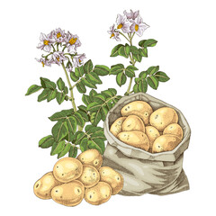 Fresh potato sketched vector illustration