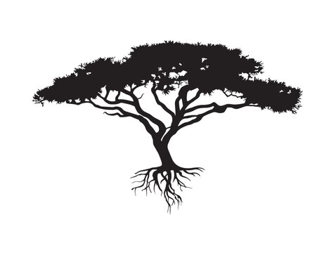 Iconic Desert Acacia Tree With Long Roots In Black Silhouette