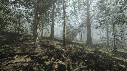 Misty sunlight creates an ethereal glow as it filters through a dense forest. Tall trees rise majestically, their leaves whispering in the gentle breeze. A tranquil scene unfolds with natures beauty.