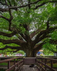 Giant Mokey Pos tree - Gigantischer Regenbaum