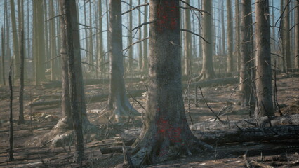 In a once thick forest, charred trees stand among fallen logs, hinting at destruction from a recent wildfire. Soft light filters through smoke, showing natures resilience and hope for renewal.