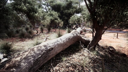 Obraz premium A robust tree lies on the ground, its bark weathered and cracked, amidst lush greenery and shrubs. The peaceful atmosphere invites quiet contemplation in nature.