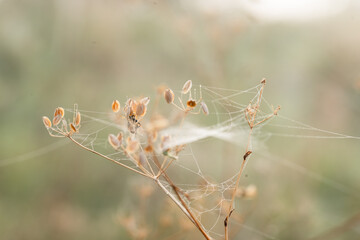 Suche rośliny w pajęczynie na łace, sezon jesienny. 
