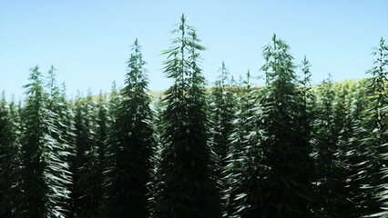 Tall cannabis plants stretch towards the clear blue sky in a scenic landscape. Vibrant greenery creates a beautiful, natural setting, highlighting the growth and vitality of the plants.