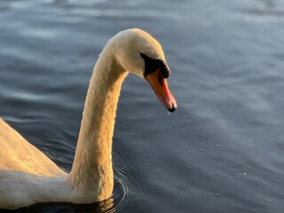 mute swan cygnus olor