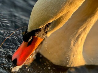 mute swan cygnus olor