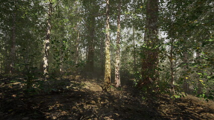 Obraz premium Sunlight pours through the thick canopy, illuminating the rich greenery of a tranquil forest during early morning. The ground is covered in soft earth and scattered leaves.