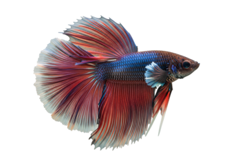 A captivating betta fish, showcasing vibrant red, blue, and white hues, gracefully displays its magnificent, flowing tail fins against a striking black background.