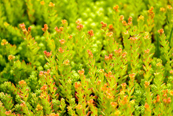 False stonecrop in its natural habitat. Close-up of the plant. Sedum sexangulare.
