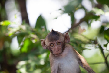 可愛いサル
