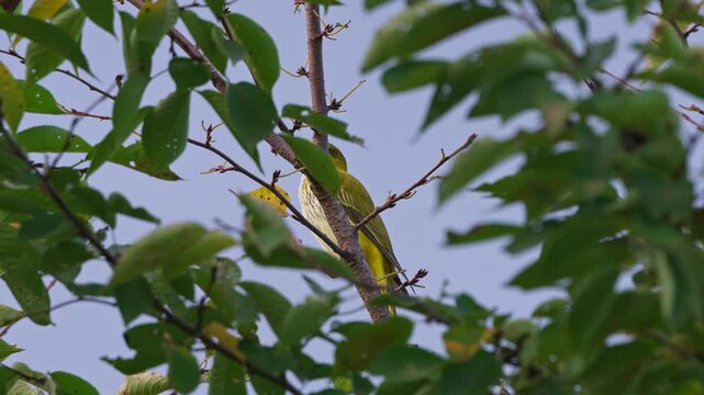 Juvenile Black-naped Oriole Perched Among Green Leaves