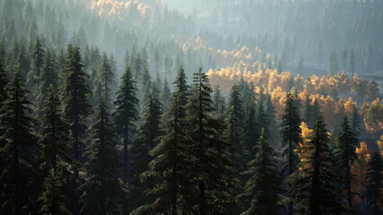 Majestic pine trees stretch toward the sky, bathed in the warm glow of early sunlight. Hues of green intermingle with golden leaves, marking the transition into fall. A tranquil moment in nature.