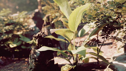 New green leaves gently unfurl in a tranquil forest. Soft sunlight filters through branches, casting a warm glow on the lush plants surrounding them. Nature flourishes peacefully.