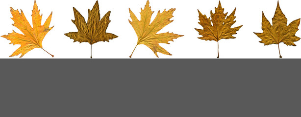 Sycamore autumn leaf collage, autumn leaf of plane tree different colors, isolated on white background