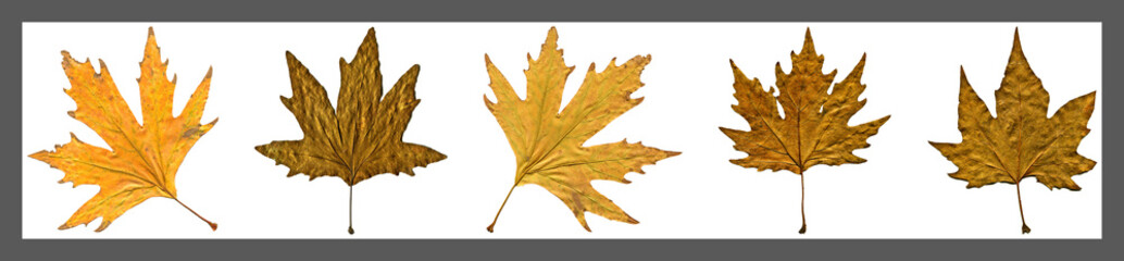 Sycamore autumn leaf collage, autumn leaf of plane tree different colors, isolated on white background