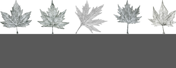 Sycamore tree leaf hand drawn, black and white lead pencil drawing collage