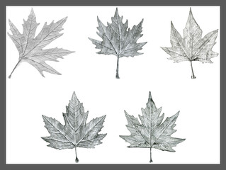 Sycamore tree leaf hand drawn, black and white lead pencil drawing collage