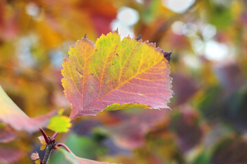 Autumn red and yellow leaf on a tree branch