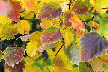 Bright autumn red and yellow leaves on tree branches