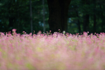 秋にみられる赤い蕎麦の花