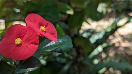 Vibrant Red Poppy Flowers in Bloom: A Stunning Garden Display