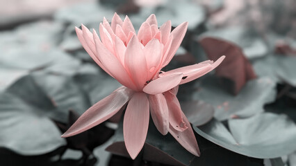Serene Lotus or Water Lily in Pond