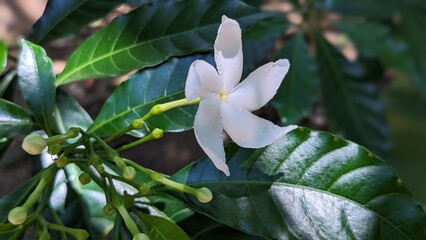 White Fragrant Pinwheel Flow Crape Jasmine Care