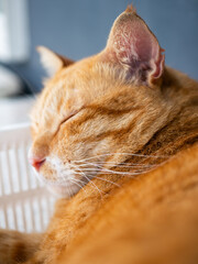 Close-Up of Orange Tabby Cat Curled Up in White Basket - Ginger Cat Grooming and Resting Comfortably