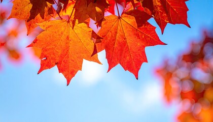 Vibrant Red Maple Leaves Under a Sunny Sky Macro Shot with Shallow Depth of Field and Bokeh Background in Autumn Season