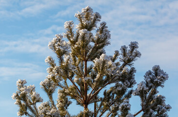 A tree covered in snow