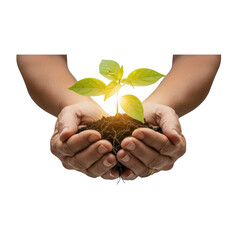 Human Hands Nurturing a Young Green Plant with Soil and Roots Symbolizing Growth and Environmental Care
