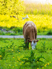 Cow grazing in a lush green meadow during summer in Sweden with bright flowers around