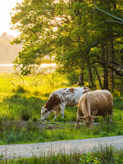 Cows grazing peacefully near a tranquil lake in summer in Sweden's lush countryside
