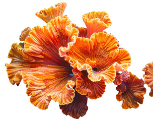 Top View of Realistic Fire Coral Cluster, Sea Plant Texture PNG, AI Generated