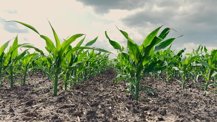 Organic corn plantation, Agricultural productivity, Healthy crops in sunlight, Nature and farming harmony, Modern farming in action, Life sprouting from soil, Young cornfield alive, Sustainable
