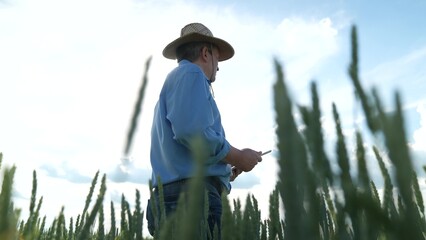 Modern agriculture worker, Farmer inspecting cereal plants, Wheat farming in summer, Outdoor work in agriculture, Farming and food production, Agricultural professional at field, Farming clothes and