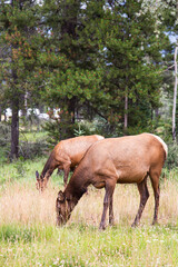Wapiti Hirsche im Banff National Park Kanada