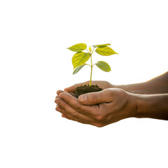 Hands Gently Cupping a Young Green Plant with Soil Symbolizing Growth and New Life
