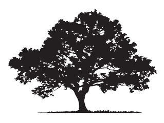 Fototapeta premium Beautiful Lone Elm Tree Vector Illustration Art