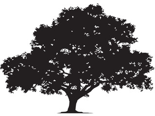 Fototapeta premium Elegant Isolated Elm Tree With Spreading Branches