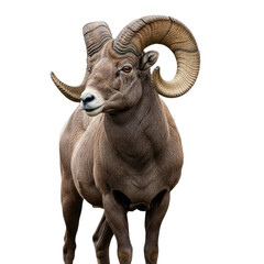 Bighorn sheep ram with large curved horns, isolated on transparent background