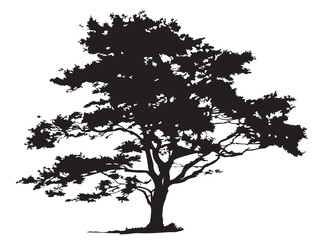 Tall Forest Tree Silhouette Framed By Misty Morning Light