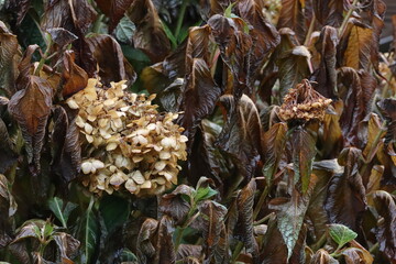 Flowers and leaves of large-leaved hydrangea in the garden after the first autumn frosts