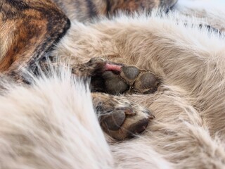 Close-Up of Dog’s Injured Paw on Warm Blanket – Real Pet Health Scene.