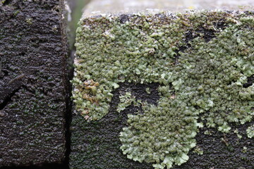 Green lichen on the end of a board