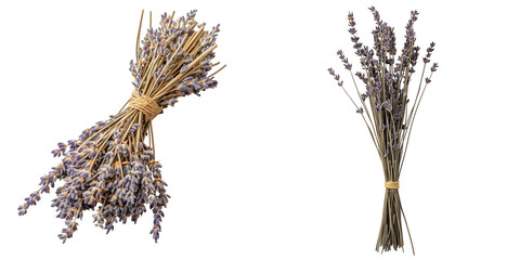 Bundles of Dried Lavender Stems with Purple Blooms for Decoration isolated on transparent background.